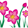 🌸
