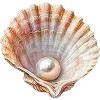 🐚