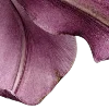🌺