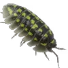 🦞