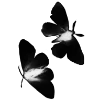 🦋