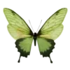 💚