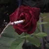 🌹
