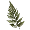 🌿