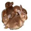 🐰