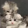 🐈‍⬛