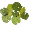 🥬