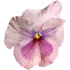🌸
