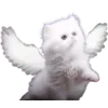 😾