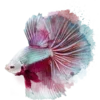 🐠