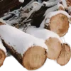 🌲