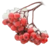 🍒