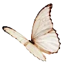 🦋