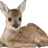 🦌