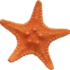 🌟
