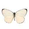 🦋