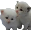 🐱