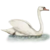 🦢