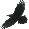 🐦‍⬛