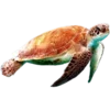 🐢