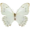 🦋