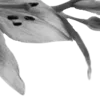 🩶