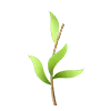 🌿