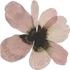 🌸