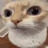 👁