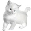 🐱