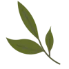 🌿