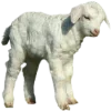 🐑