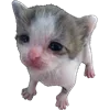 😿