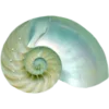 🐚
