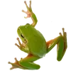 🐸