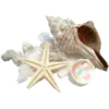 🐚