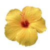 🌺