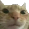 😼