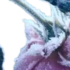 🩵