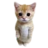 🐱