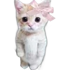 🐈
