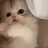 🌟