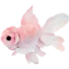 🐠