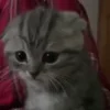 🐱