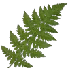 🌿