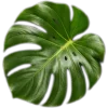 🥥
