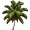 🥥