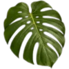 🥥