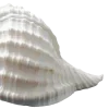 🌊