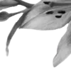 🩶